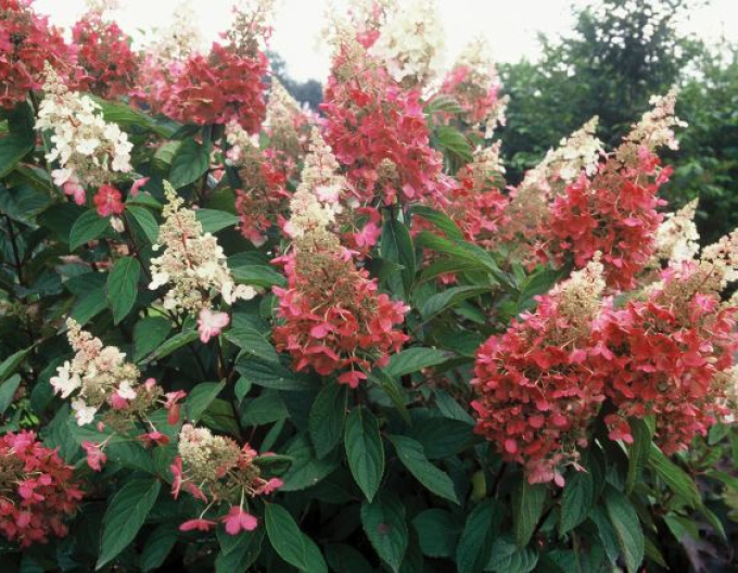 Hortensia Diamant-roz