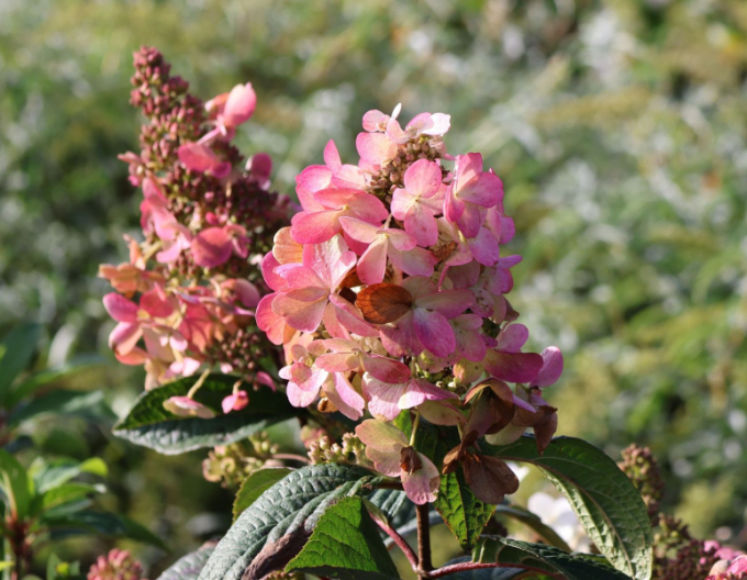 Hortensia Diamant-roz