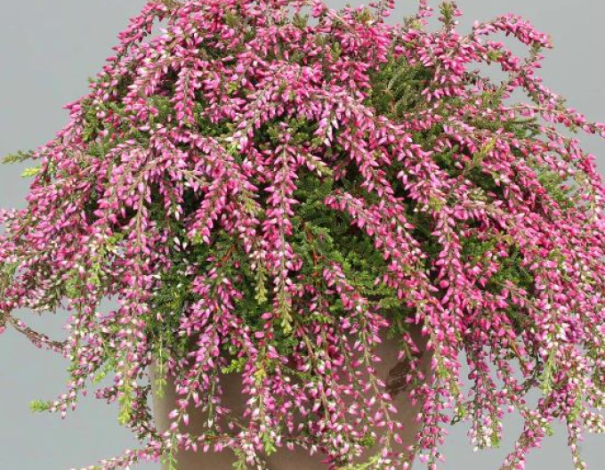 Iarbă neagră„Erica "Rote Janina