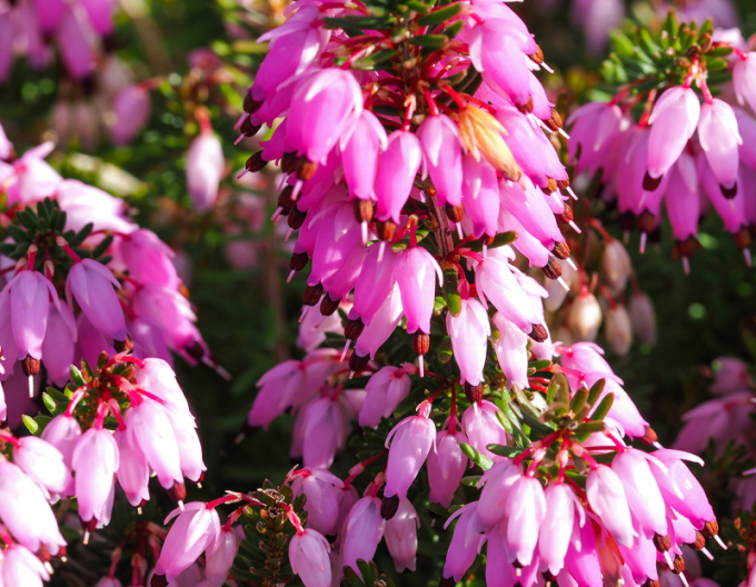 Iarbă neagră„ERica- December Red