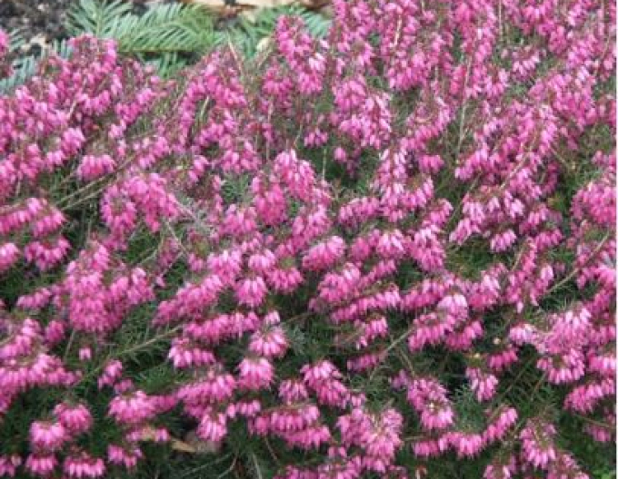 Iarbă neagră„Erica Rosy Gem