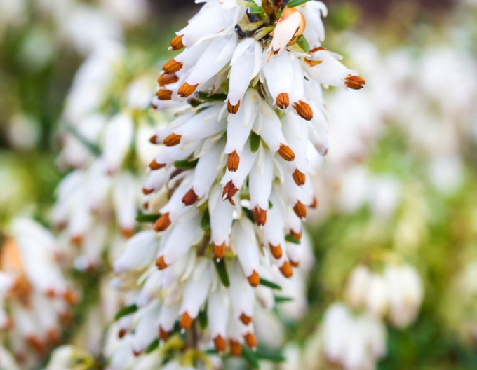 Iarbă neagră„Erica´Snow Surprise´