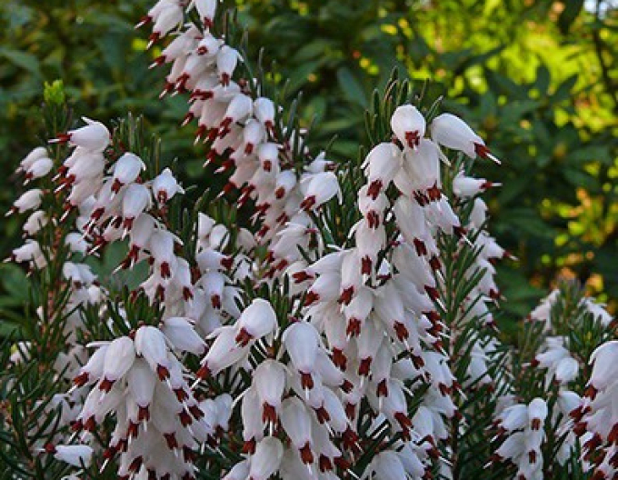 Iarbă neagră„Erica´Snow Surprise´
