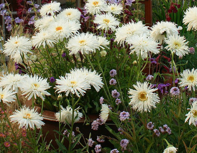 Margaréta "Aglaia