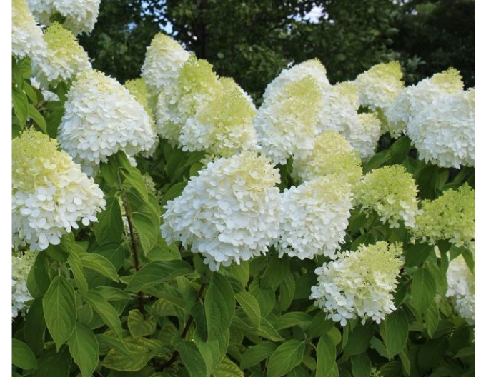 Hortensia-peniculată Diamantino