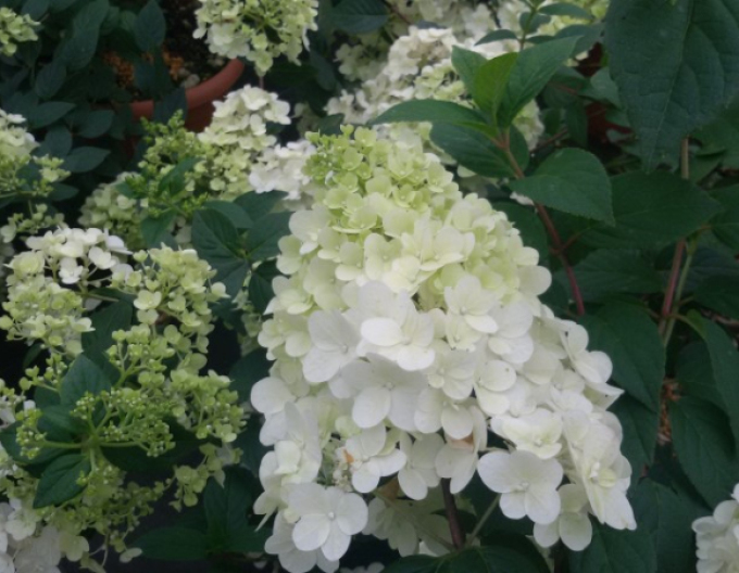 Hortensia-peniculată Diamantino