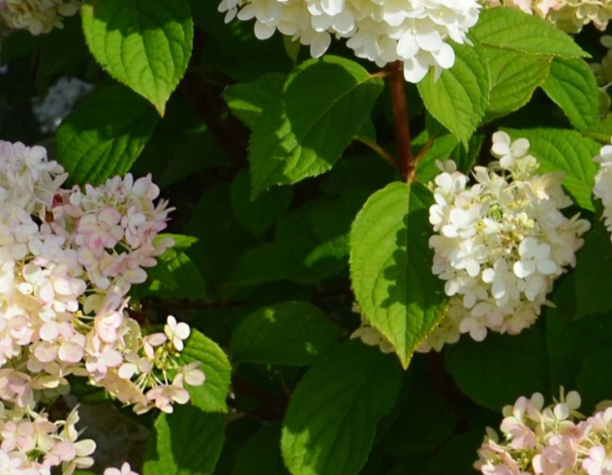 Hortensia-peniculată Diamantino