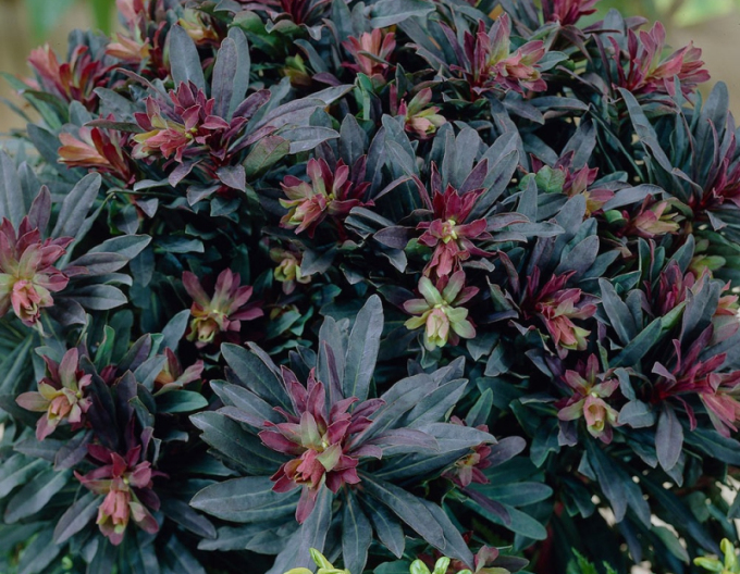 Milkweed Purpurea