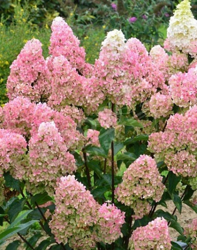 Hortensie paniculate Fraise Melba -  pe tulpină