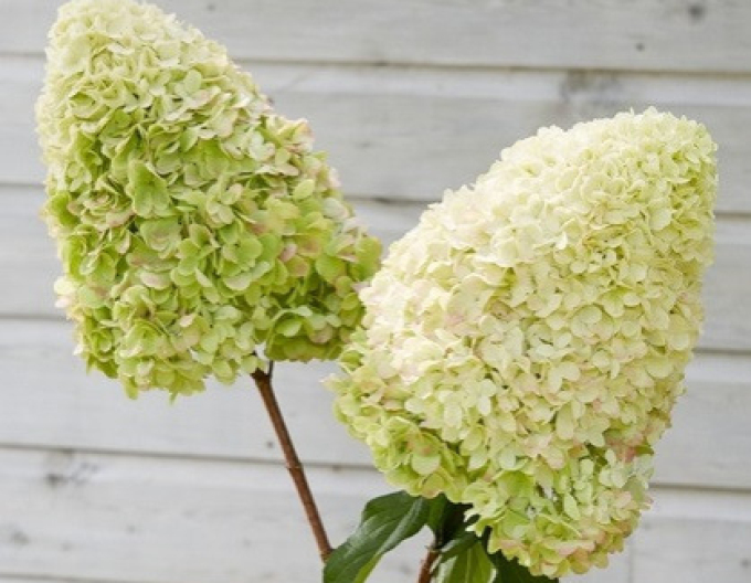 Hortensia paniculată-verde-lămăie