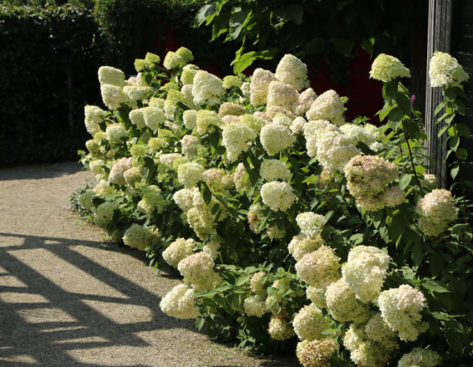 Hortensia paniculată-verde-lămăie