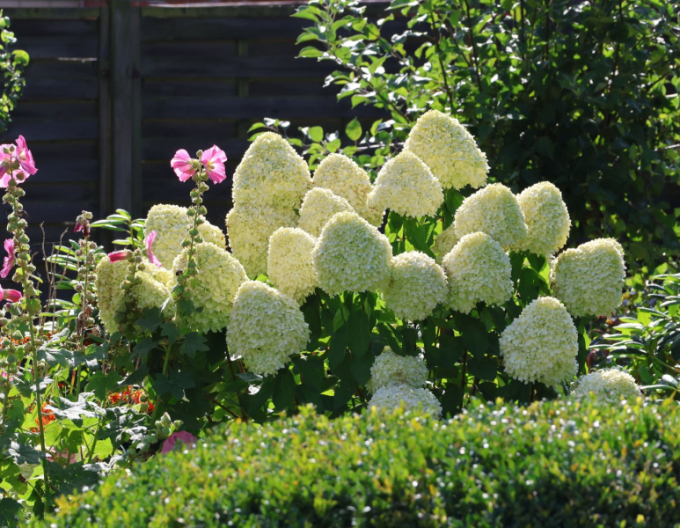 Hortensia paniculată-verde-lămăie