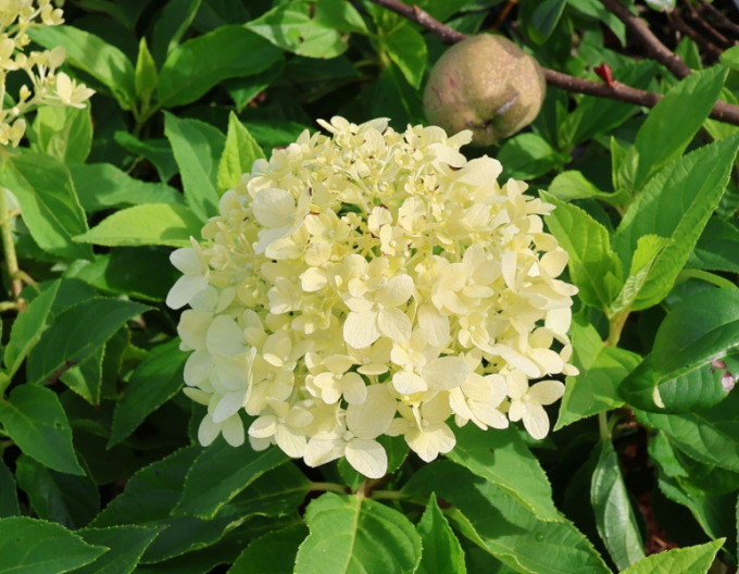 Hortensie Diaman-alb
