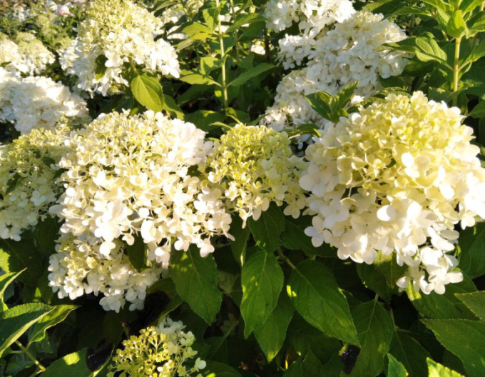 Hortensie Diaman-alb