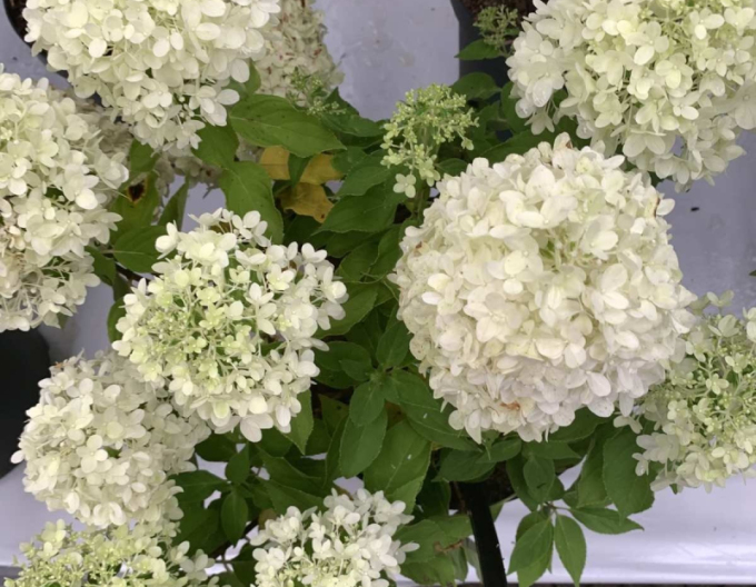 Hortensie Diaman-alb