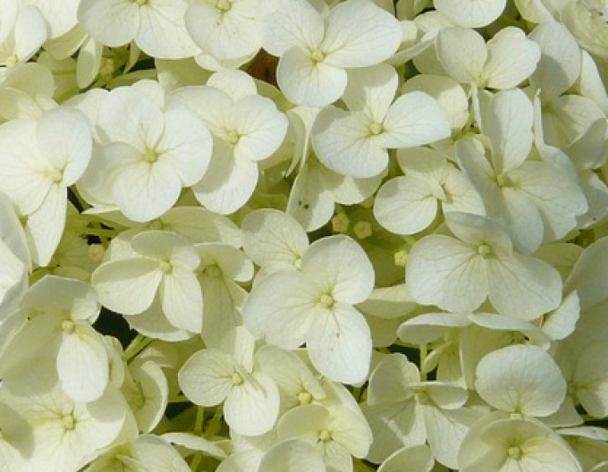 Hortensie Diaman-alb