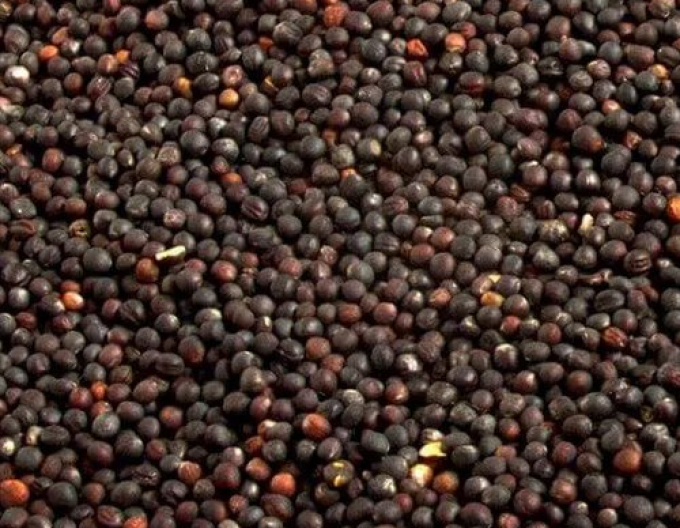 Furaje de rapiță 700g - amestec pentru fertilizare verde