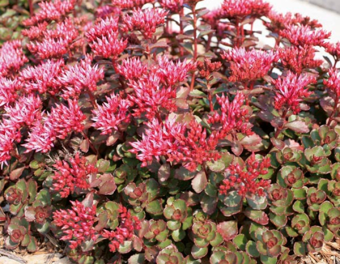 Stonecrop Fuldaglut