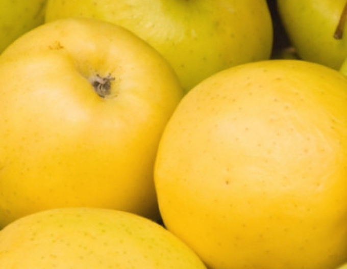 Măr ´Golden Delicious´ iarnă, portaltoi A2, rădăcină liberă