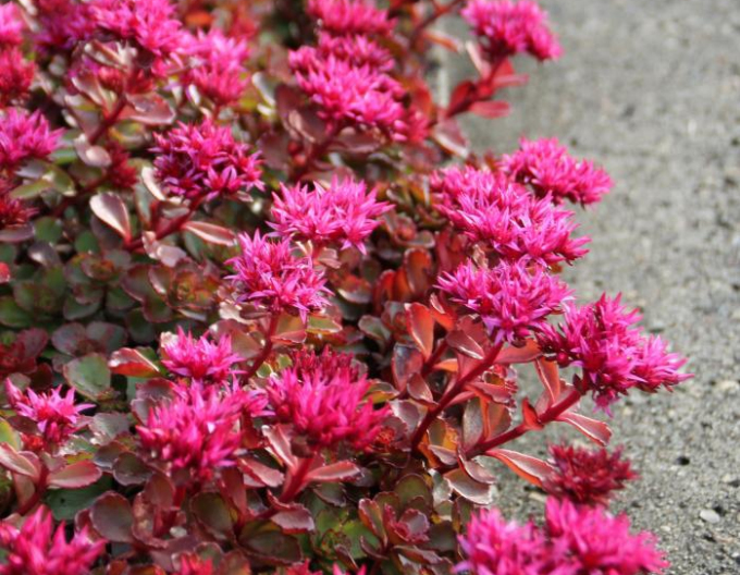 Stonecrop Fuldaglut
