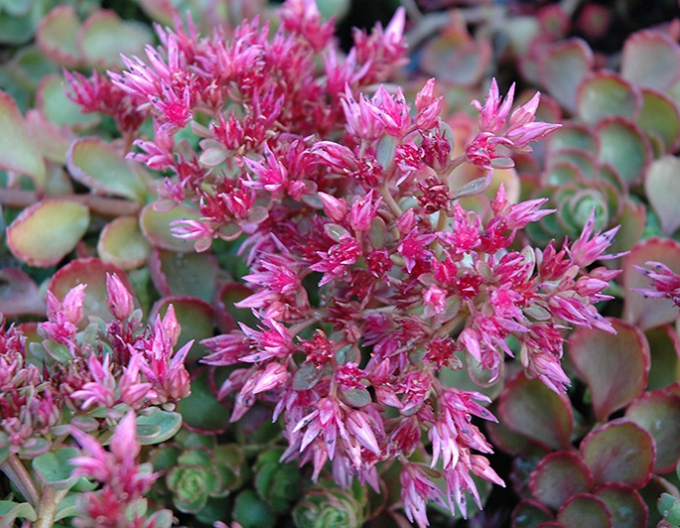Stonecrop Fuldaglut
