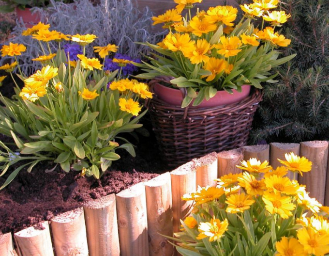 Coreopsis Grandiflora