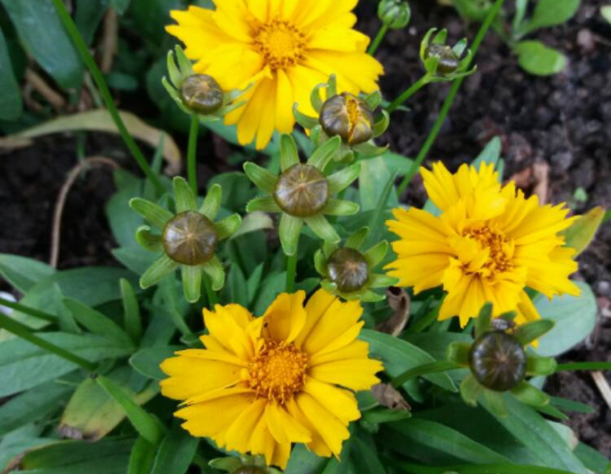 Coreopsis Grandiflora