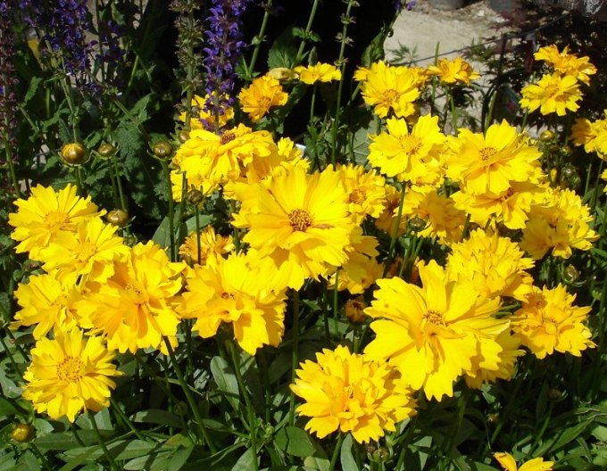 Coreopsis Grandiflora