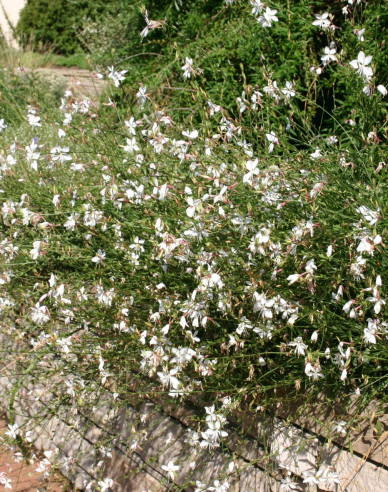 Gaura ʹVârtej de fluturiʹ