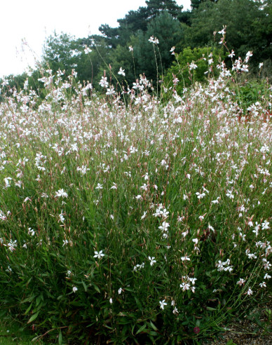 Gaura ʹVârtej de fluturiʹ