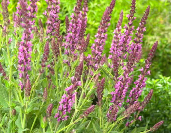 Salvie Synchro Pink