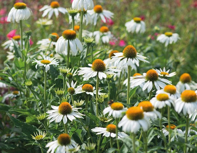 Echinacea ´White Swan´