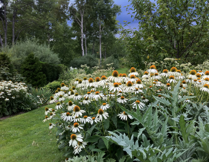 Echinacea ´White Swan´