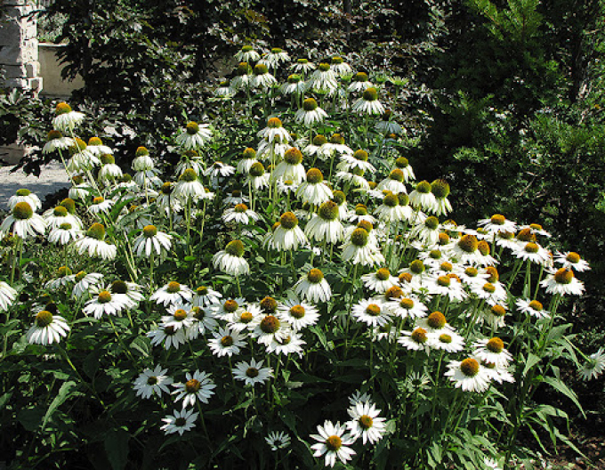 Echinacea ´White Swan´