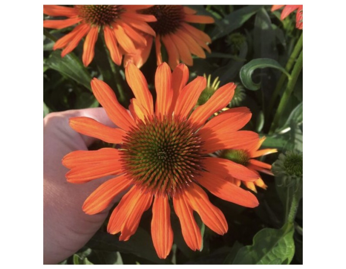 Echinacea purpurea Lakota Orange