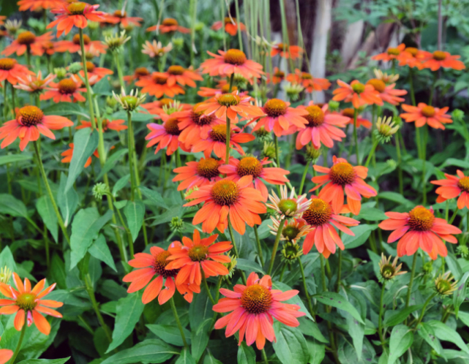 Echinacea purpurea Lakota Orange