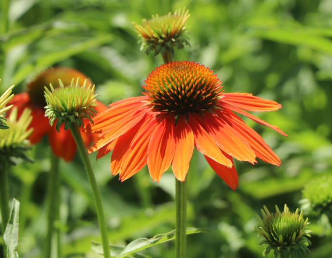 Echinacea purpurea Lakota Orange