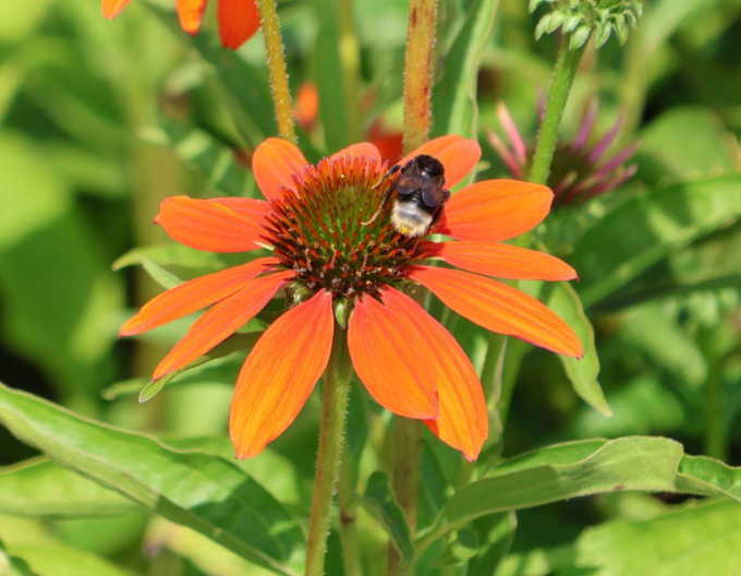 Echinacea purpurea Lakota Orange