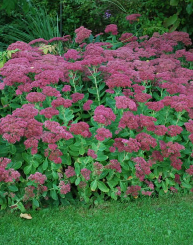 Stonecrop Brilliant