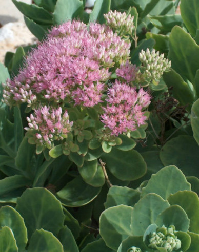 Stonecrop Brilliant
