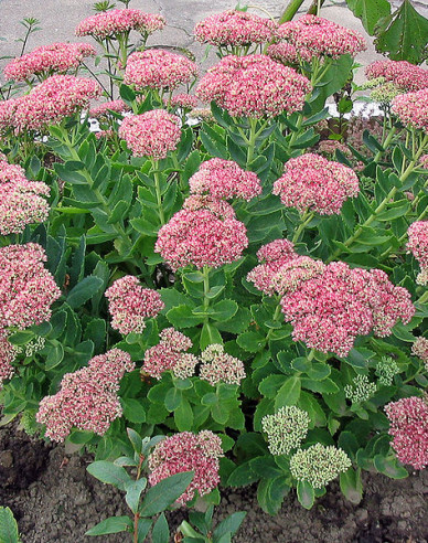 Stonecrop Brilliant