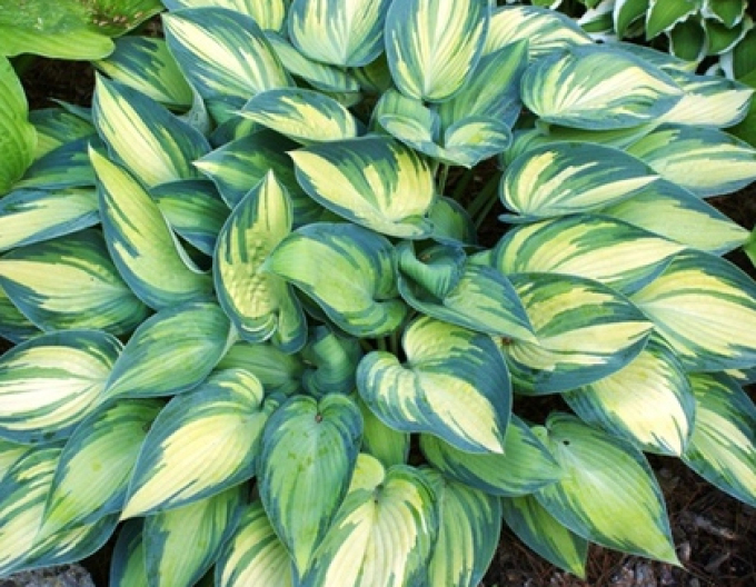 Hosta Funkia ´Iunie´