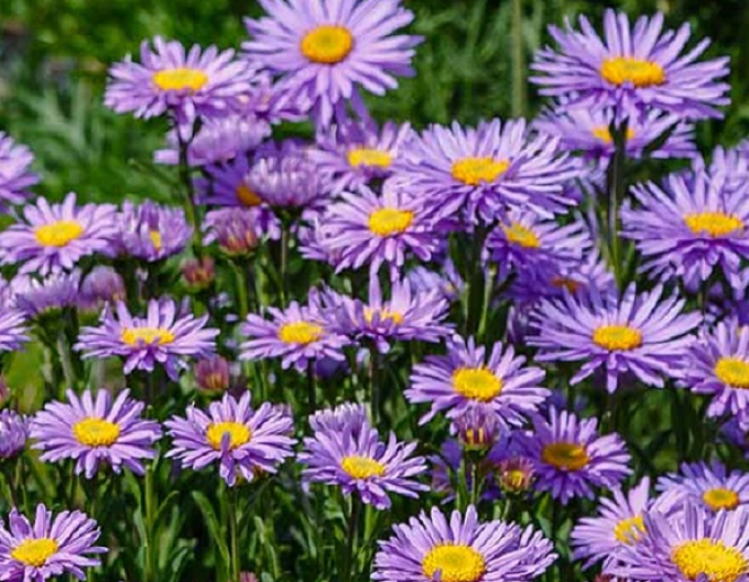Astra alpina Violet