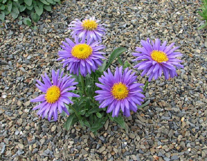 Astra alpina Violet