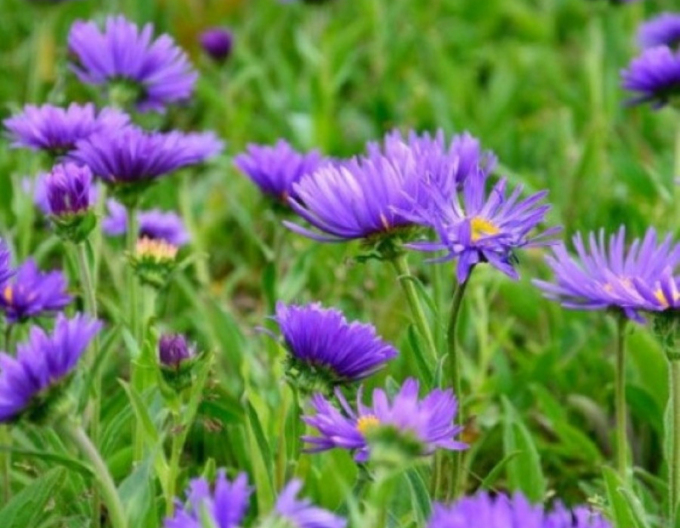 Astra alpina Violet