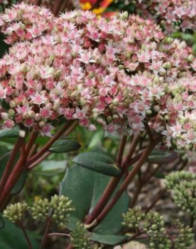 Hylotelephium - Stonecrop ´Matrona´ 1l