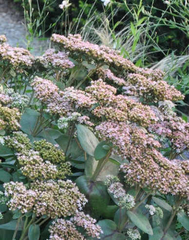 Hylotelephium - Stonecrop ´Matrona´ 1l