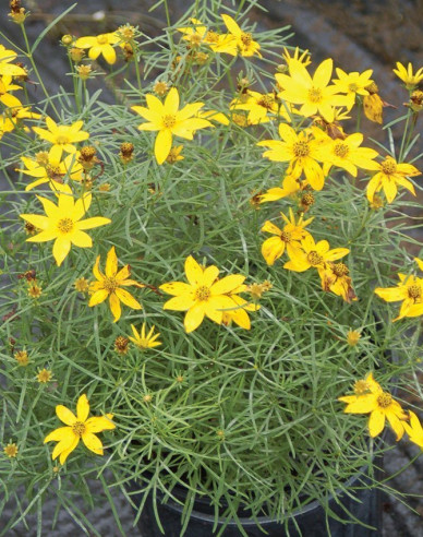 Coreopsis - Frumușica´Zagreb´