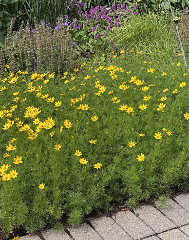 Coreopsis - Frumușica´Zagreb´