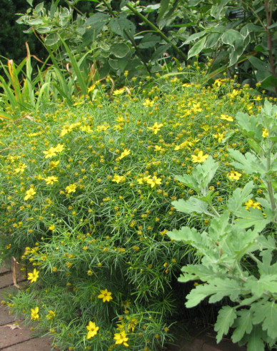 Coreopsis - Frumușica´Zagreb´
